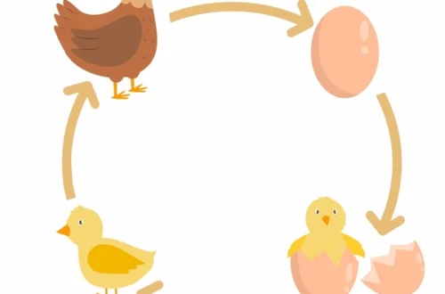 מחזור חיים תרנגולת פטם